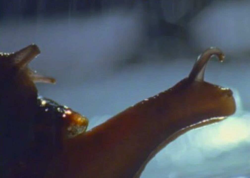 #13. Life in the Undergrowth (2005)